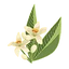 Orange Blossom