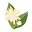 Jasmine
