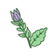 Clary Sage