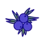 Juniper Berry
