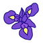 Orris