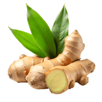 Ginger