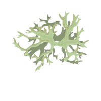 Oakmoss